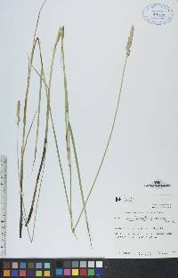 Carex sartwellii image