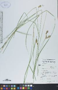 Carex bebbii image