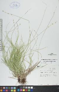 Carex radiata image