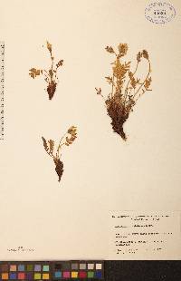 Oxytropis maydelliana image