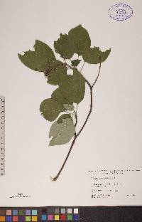 Cornus alternifolia image