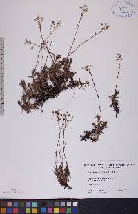 Saxifraga tricuspidata image