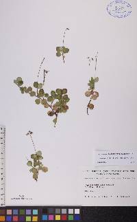 Linnaea borealis image