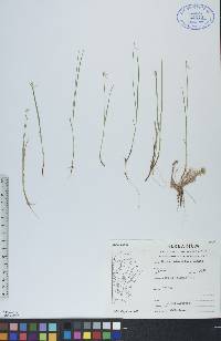 Carex pauciflora image