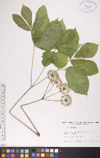 Aralia nudicaulis image