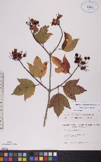 Viburnum trilobum image