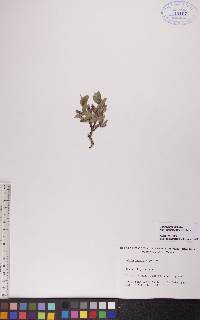 Salix glauca image