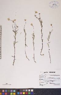 Erigeron hyssopifolius image