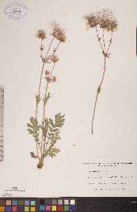 Geum triflorum image