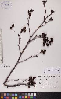 Alnus viridis image