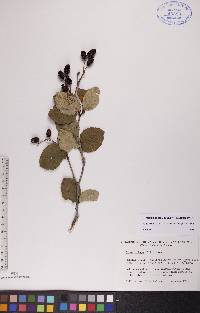 Alnus viridis subsp. crispa image