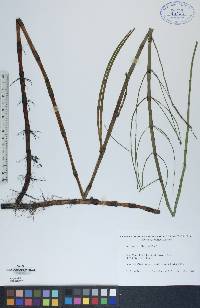 Equisetum fluviatile image