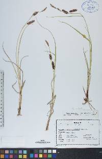 Carex saxatilis image