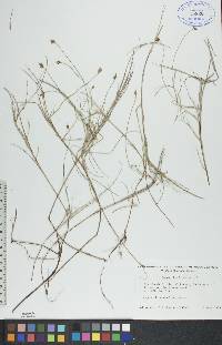 Carex chordorrhiza image