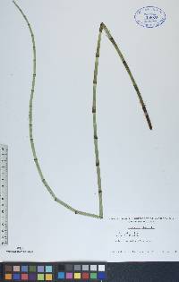 Equisetum fluviatile image