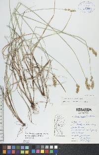 Carex merritt-fernaldii image