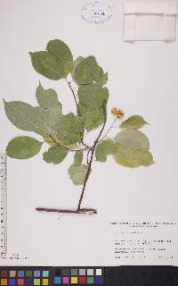 Celastrus scandens image