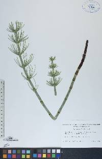 Equisetum fluviatile image