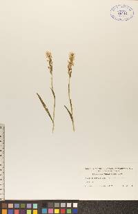 Spiranthes romanzoffiana image