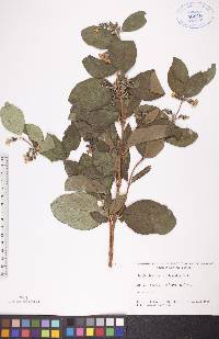 Symphoricarpos occidentalis image