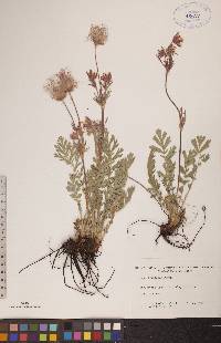 Geum triflorum image