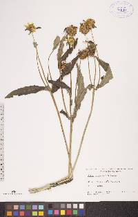 Bidens cernua var. cernua image