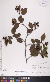 Alnus viridis subsp. crispa image