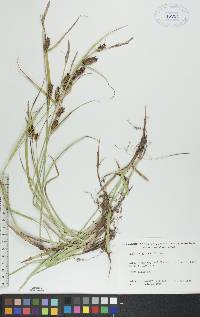 Carex houghtoniana image