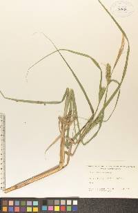 Carex atherodes image