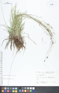 Carex capillaris image