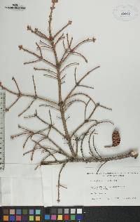 Picea glauca image