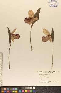 Cypripedium reginae image