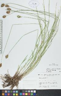 Carex crawfordii image