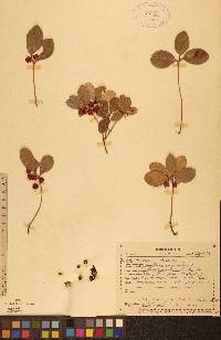 Gaultheria procumbens image