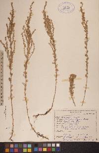 Artemisia frigida image