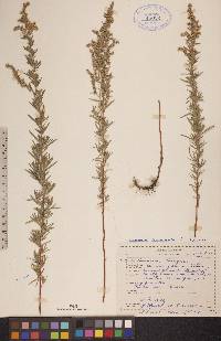 Artemisia dracunculus image