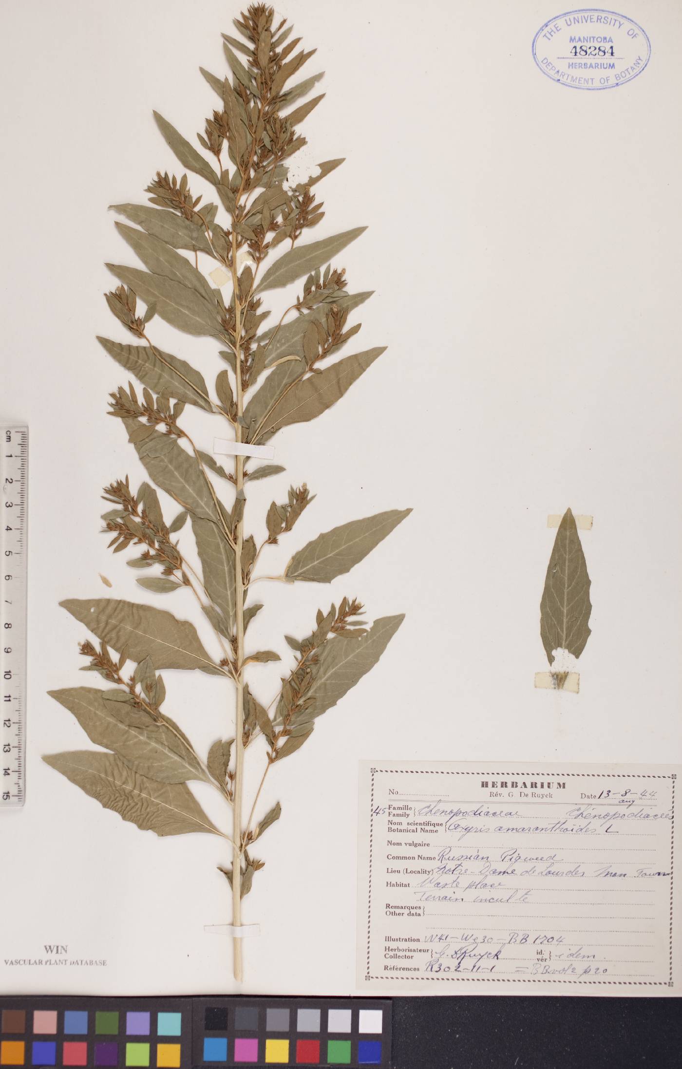 Axyris amaranthoides image