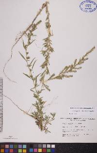 Bassia scoparia subsp. scoparia image