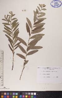 Lithospermum canescens image