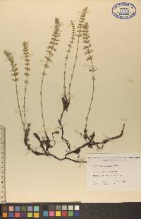 Equisetum pratense image