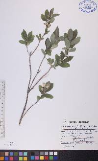 Lonicera oblongifolia image