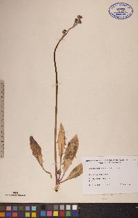 Crepis runcinata image