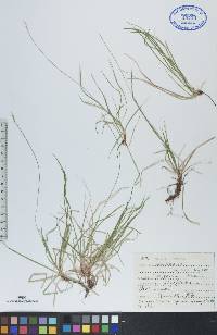 Carex peckii image