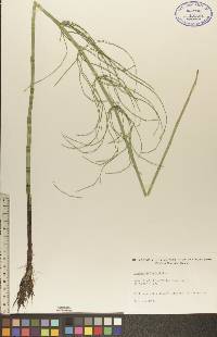 Equisetum fluviatile image