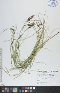 Carex paupercula image