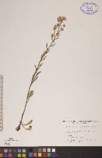 Erigeron acris image