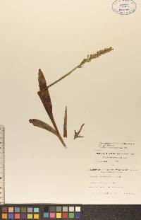 Platanthera hyperborea image