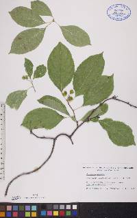 Celastrus scandens image