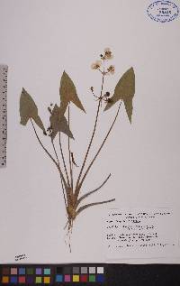 Sagittaria cuneata image