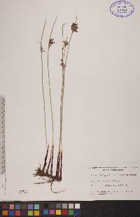 Juncus balticus subsp. littoralis image